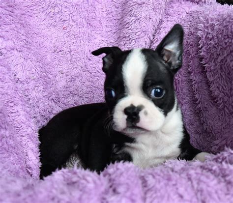 boston terrier for sale southern california|boston terrier puppies san diego.